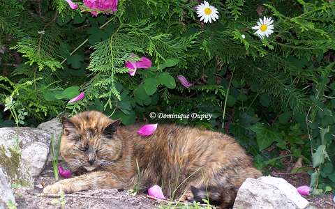 La Chatte Mimine