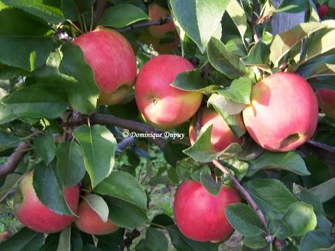 Pommier Fuji