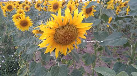 Tournesols