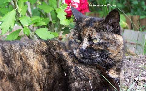 Chatte - Caramel