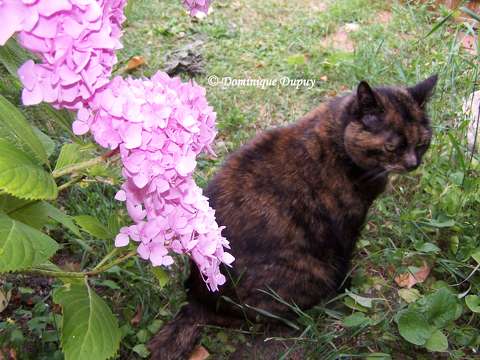 Chatte - Caramel