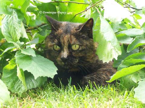 Chatte - Caramel