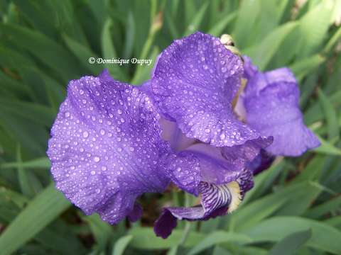Iris
