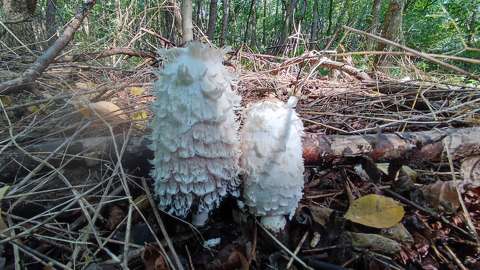 Gyapjas tintagomba