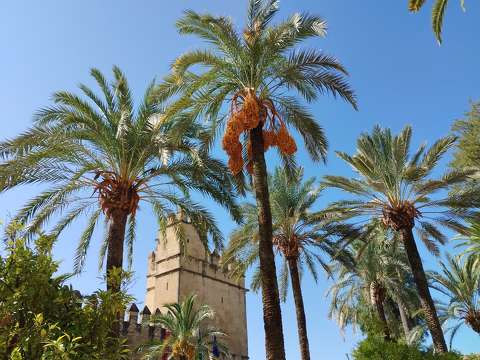 Córdobai Alcázar, Torre de los Leones