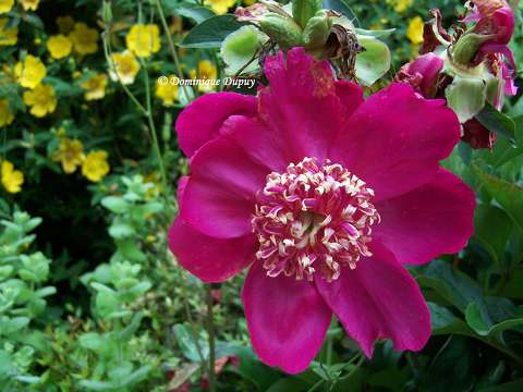 Pivoine Paeonia Nippon Beauty