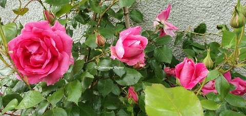 Les roses du jardin