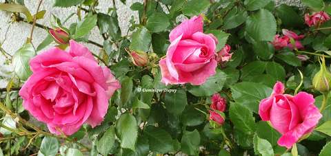 Les Roses du jardin