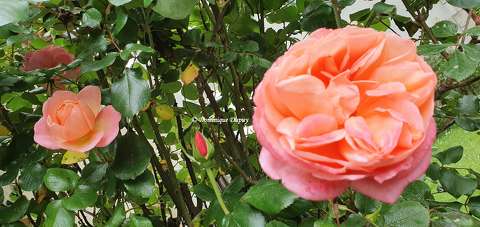 Les Roses du jardin