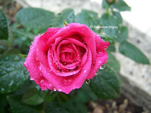 Rose sous la pluie