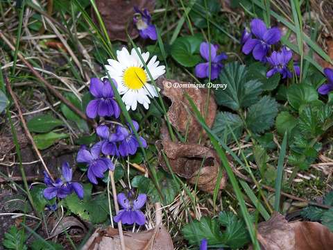 Violettes sauvages