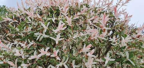 Le Saule Crevette (Salix integra Hakuro Nishiki)