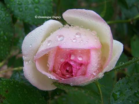 Rose sous la pluie