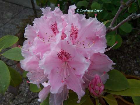 Rhododendron