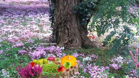 Automne
