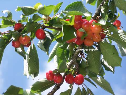 Cerises