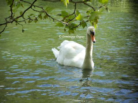 Cygne - Loiret- France