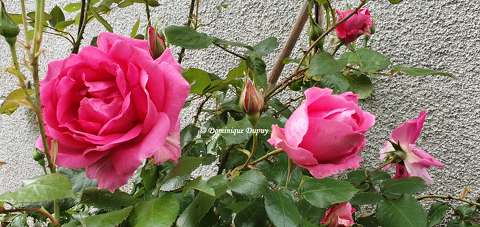 Les Roses