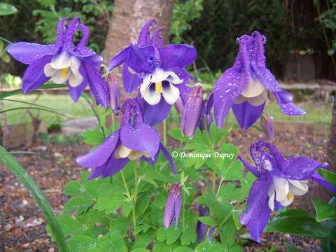 Ancolie bleue