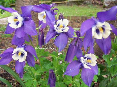Ancolie bleue