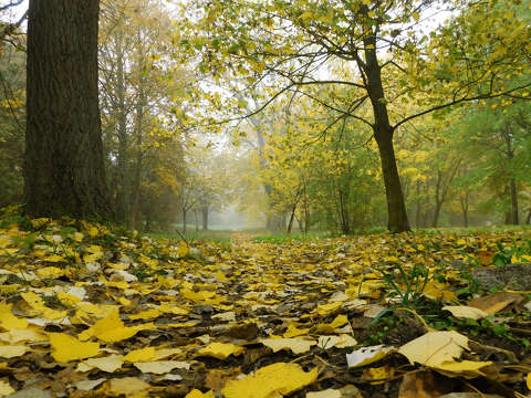 Őszi ködös reggel, Balatonfűzfő
