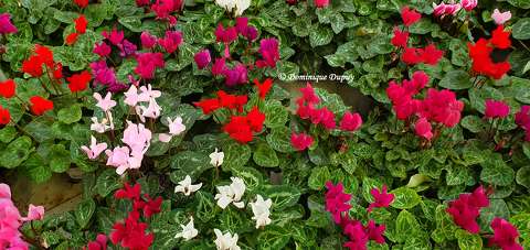 Cyclamens