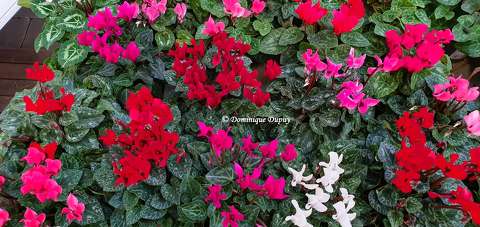Cyclamens