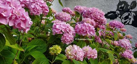 Hortensias