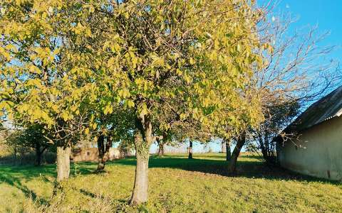 Diófa - Juglans