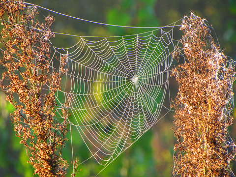 címlapfotó pókháló ősz