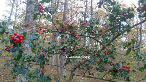 Branches de Houx 