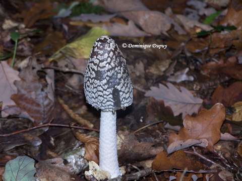 Champignon Coprinopsis picacea (Coprin)