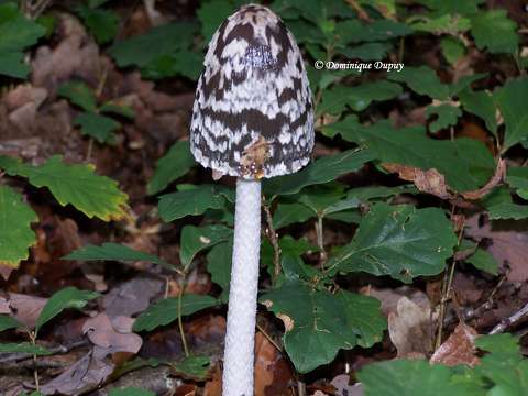 Champignon Coprinopsis picacea (Coprin)