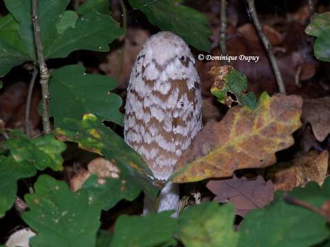 Champignon Coprinopsis picacea (Coprin)