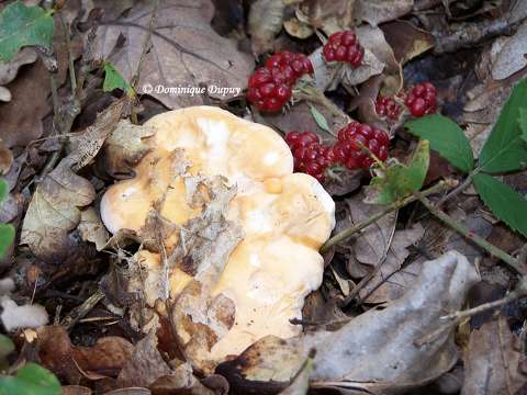 Champignon - Pied-de-mouton