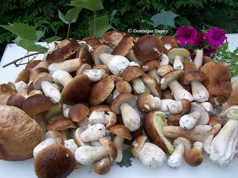 Champignons - Cèpes