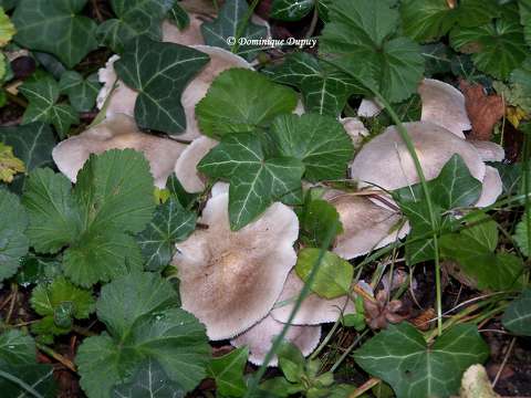 Champignons