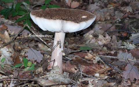 Un Champignon en Sologne