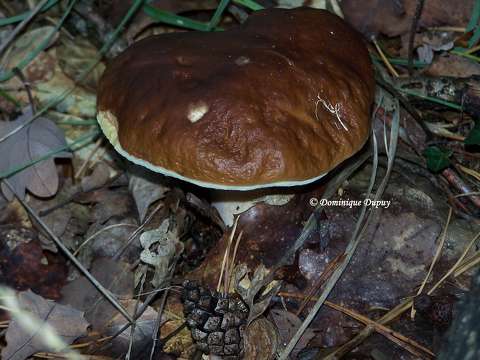 Champignon en fôret