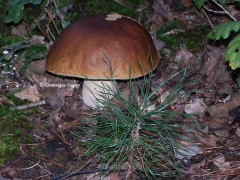 Un Champignon en forêt