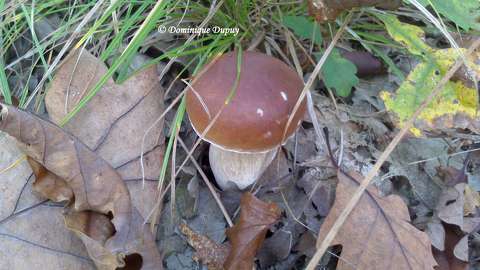 Champignon - Cèpe