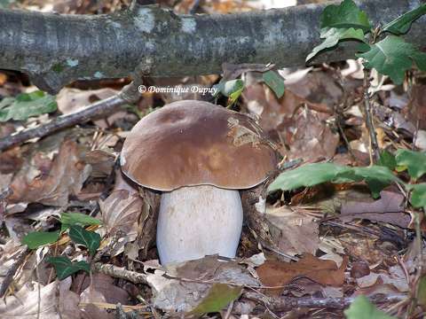 Champignon - Cèpe