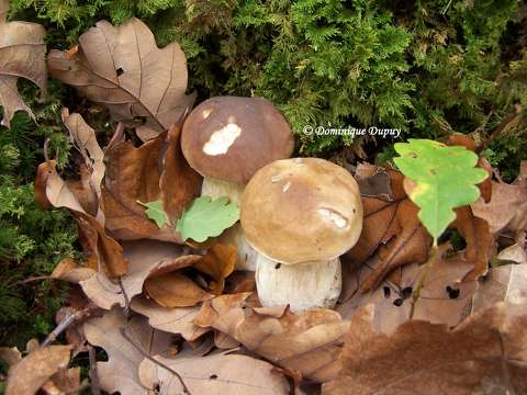 Champignons - Cèpes
