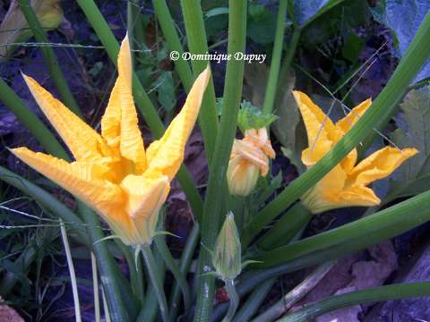 Fleurs de Citrouille