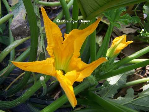 Fleur de Citrouille