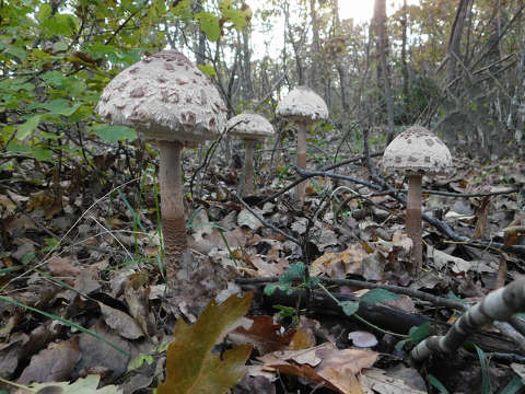 Nagy őzlábgomba