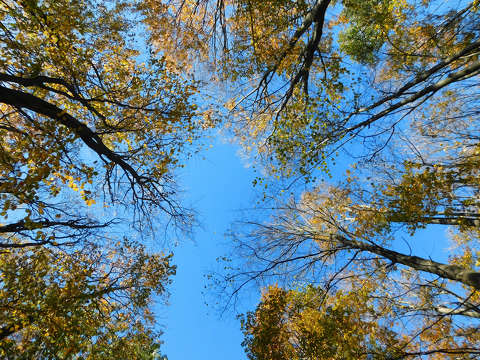 Erdőben - Csengő tető - Olaszfalu (erdő, fény, ősz)
