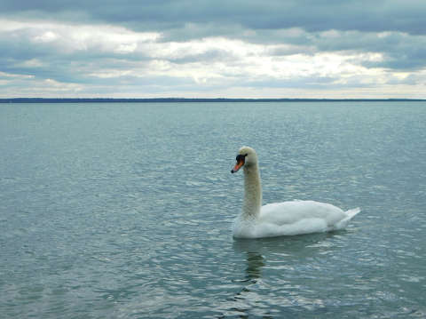 Balaton