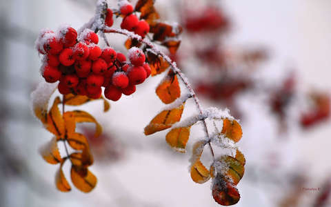 berkenye címlapfotó színes tél