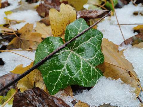 Borostyán - Hedera helix L.